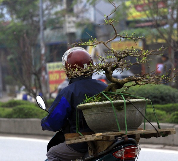 Những chậu mai được chở đi liên tục cho khách khắp Hà Nội